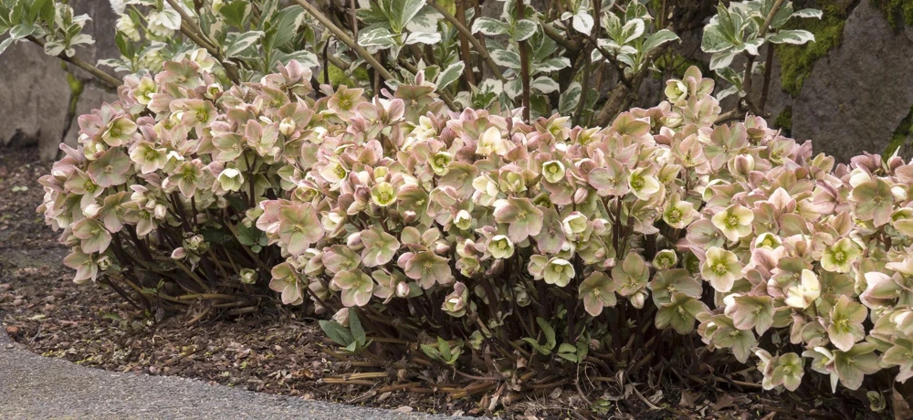 Ivory Prince Lenten Rose Hellebore Live Plant – Shade Perennial – USDA 4-9 - Image 2