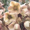 Ivory Prince Lenten Rose Hellebore Live Plant – Shade Perennial – USDA 4-9 - Image 1