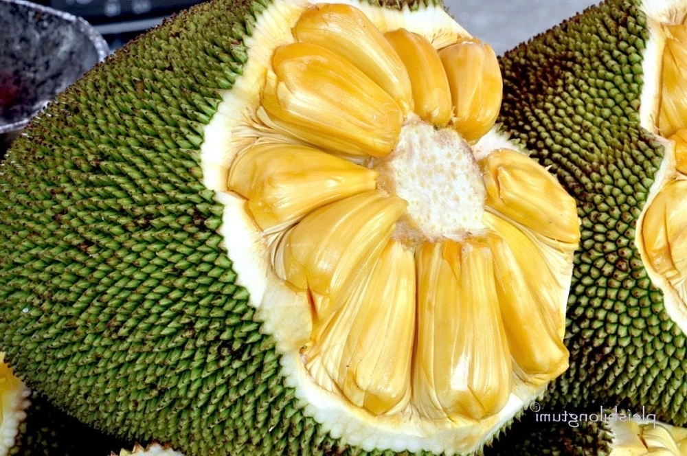 J31 Jack Fruit Tree Live Plant - Dwarf Grafted, Artocarpus heterophyllus, 3 Gallon Pot - Cannot ship to CA - Image 1