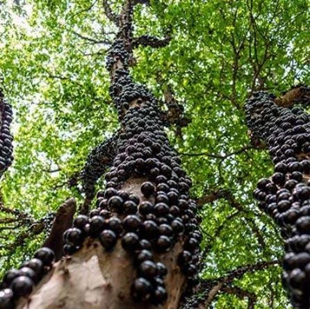 Jaboticaba Fruit Tree Live Plant - 4 inch Tall Starter - Outdoor Grown - Image 1