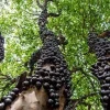 Jaboticaba Live Fruit Tree - Starter Plant - 4 inch Pot - Outdoor Grown - Image 1