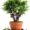 Jaboticaba Live Plant - 1 Ft Black Jabuticaba Fruit Tree Starter for Patio & Indoor Growing - Image 1