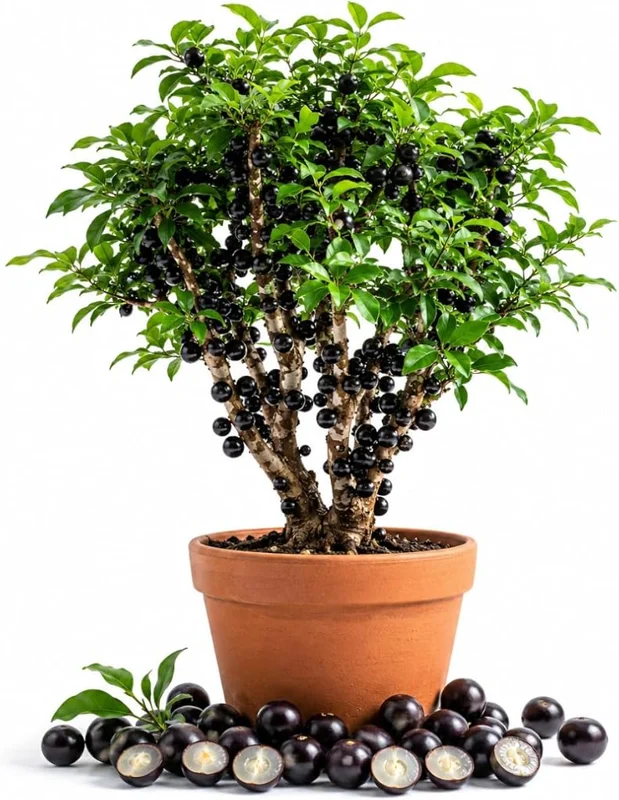 Jaboticaba Live Plant - 1 Ft Black Jabuticaba Fruit Tree Starter for Patio & Indoor Growing - Image 1