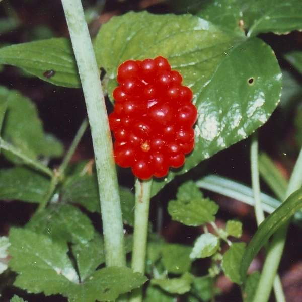 Jack-In-The-Pulpit Bulbs – 5 Pack Indian Turnip (Arisaema triphyllum) – Outdoor Perennial - Image 2