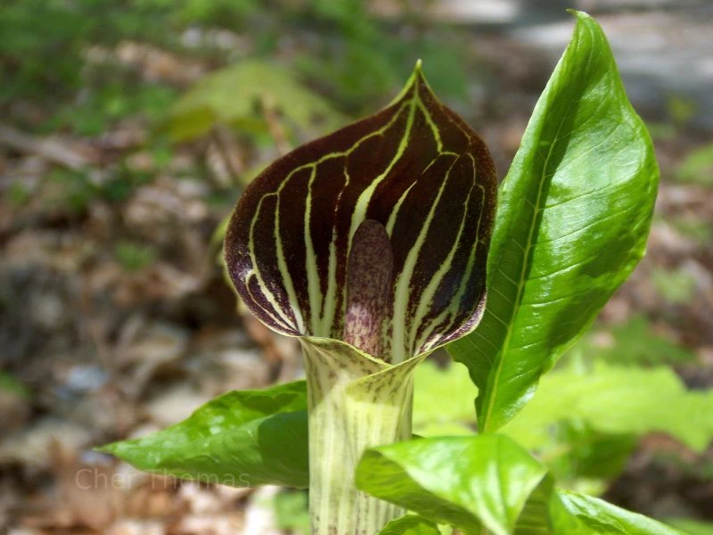 Jack-In-The-Pulpit Bulbs – 5 Pack Indian Turnip (Arisaema triphyllum) – Outdoor Perennial - Image 4