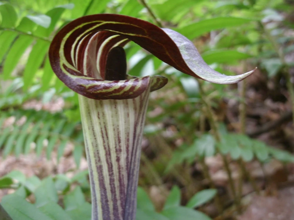 Jack-In-The-Pulpit Bulbs – 5 Pack Indian Turnip (Arisaema triphyllum) – Outdoor Perennial - Image 1