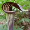 Jack-In-The-Pulpit Bulbs - Arisaema triphyllum - 10 Pack - Outdoor Perennial - Image 1