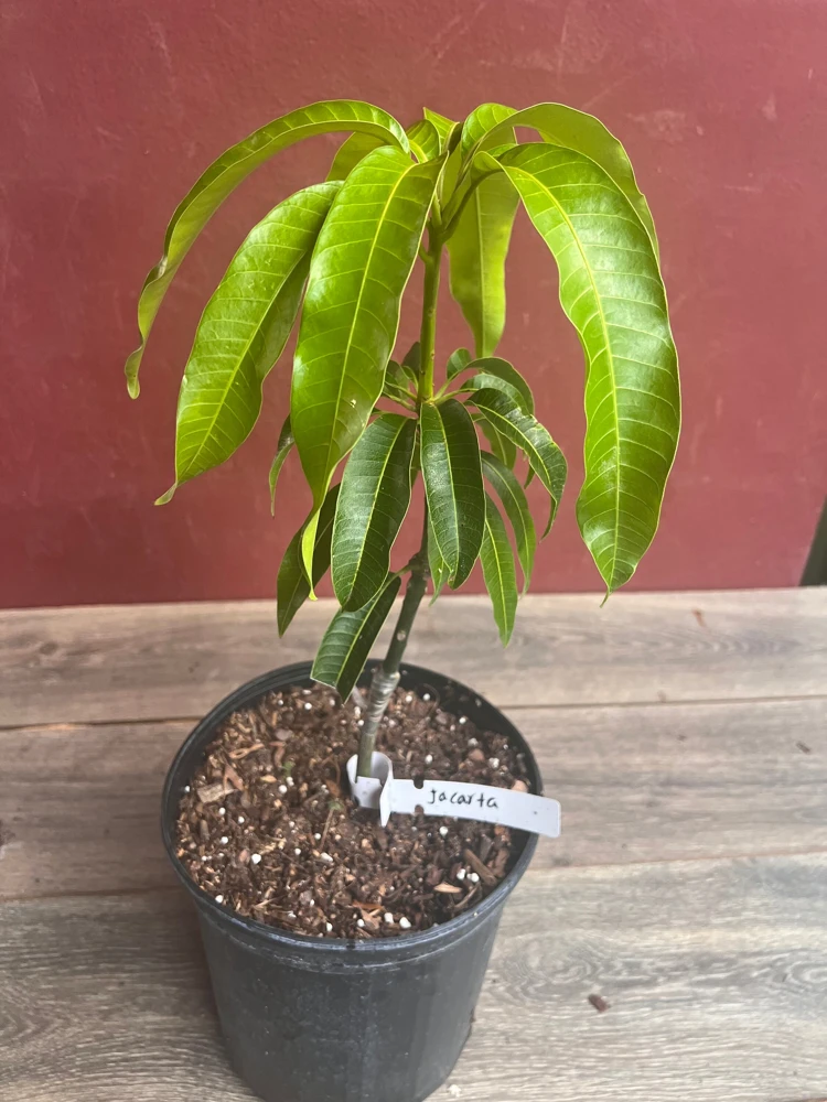 Jakarta Mango Tree – Grafted Live Plant – 3 Gallon Pot – Outdoor Fruit Tree - Cannot ship to CA - Image 2