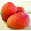 Jakarta Mango Tree – Grafted Live Plant – 3 Gallon Pot – Outdoor Fruit Tree - Cannot ship to CA - Image 1