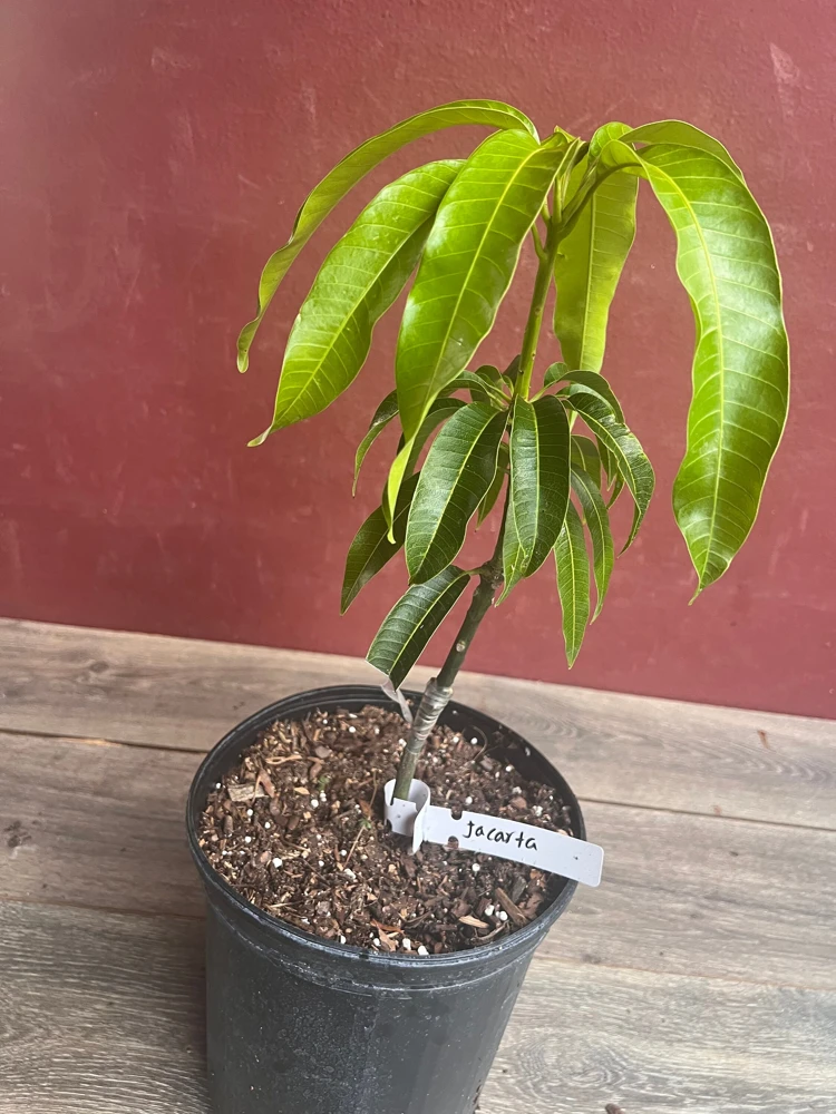 Jakarta Mango Tree – Grafted Live Plant – 3 Gallon Pot – Outdoor Fruit Tree - Cannot ship to CA - Image 3