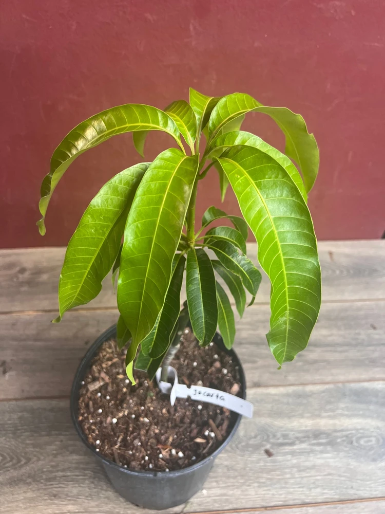 Jakarta Mango Tree – Grafted Live Plant – 3 Gallon Pot – Outdoor Fruit Tree - Cannot ship to CA - Image 4