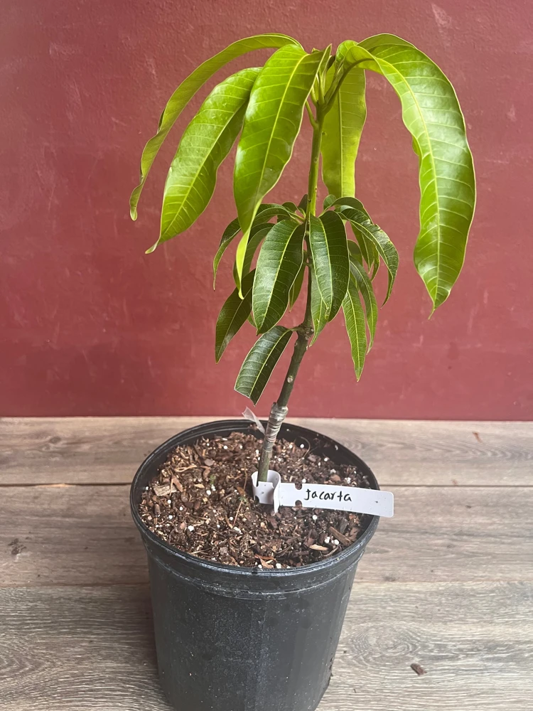 Jakarta Mango Tree – Grafted Live Plant – 3 Gallon Pot – Outdoor Fruit Tree - Cannot ship to CA - Image 5