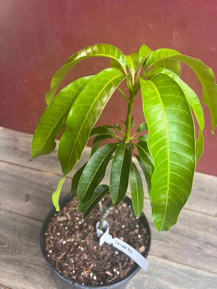 Jakarta Mango Tree – Grafted Live Plant – 3 Gallon Pot – Outdoor Fruit Tree - Cannot ship to CA - Image 6