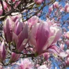 Jane Magnolia Live Plant - 1 Quart Pot - Deciduous Shrub - Image 1