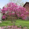 Jane Magnolia Shrub/Tree - 1 Gallon Pot - Live Plant - Outdoor - Image 1