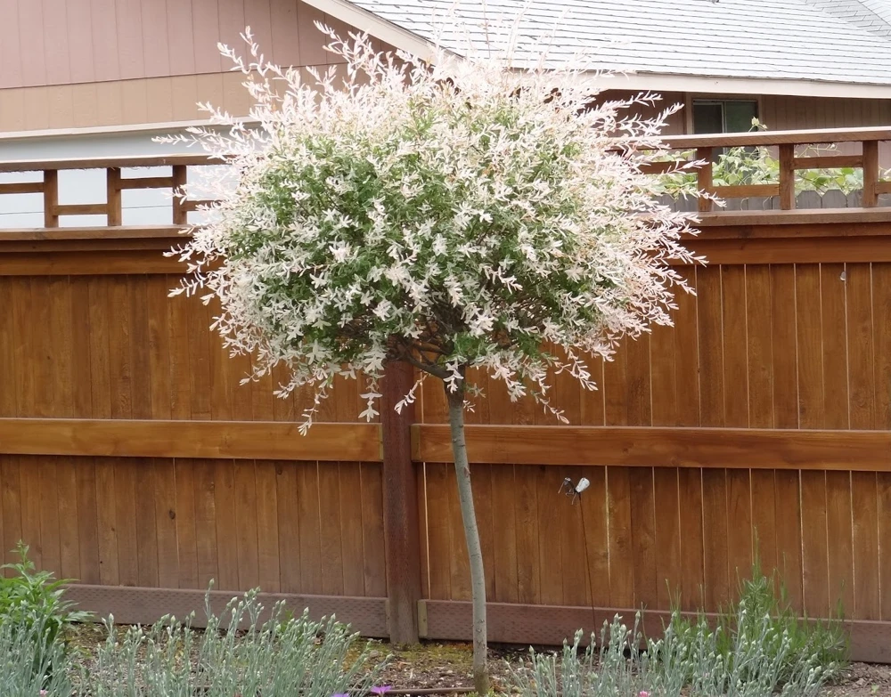 Japanese Dappled Nishiki Willow Live Plant – 4-inch Pot – Outdoor Shrub - Image 2
