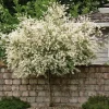 Japanese Dappled Nishiki Willow Live Plant – 4-inch Pot – Outdoor Shrub - Image 1