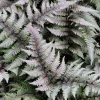 Japanese Painted Fern Live Plant - Potted Perennial - Indoor/Outdoor - Low Light - Image 1