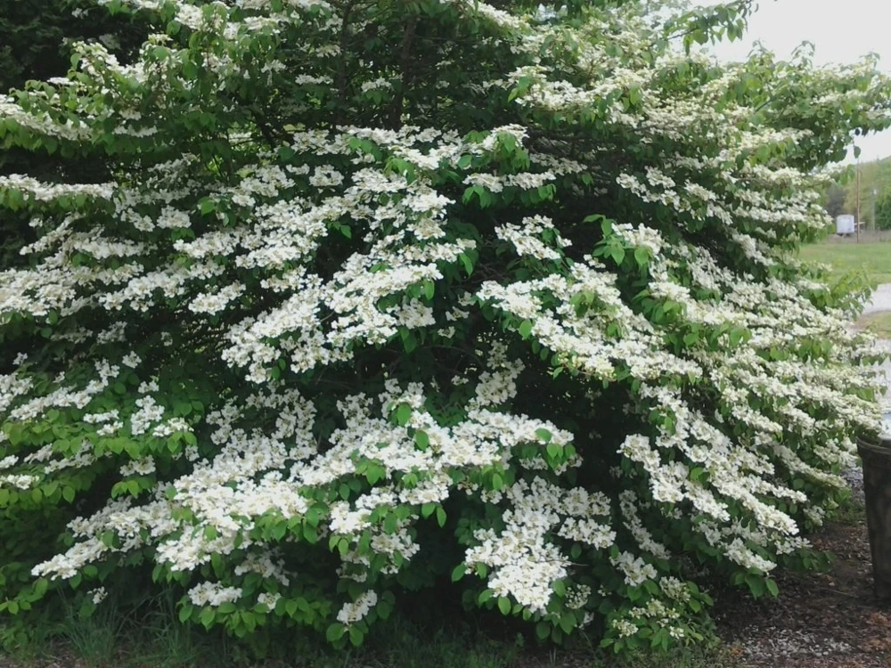 Japanese Snowball Viburnum Live Plant – 2.5 inch Pot – Outdoor Shrub - Image 2