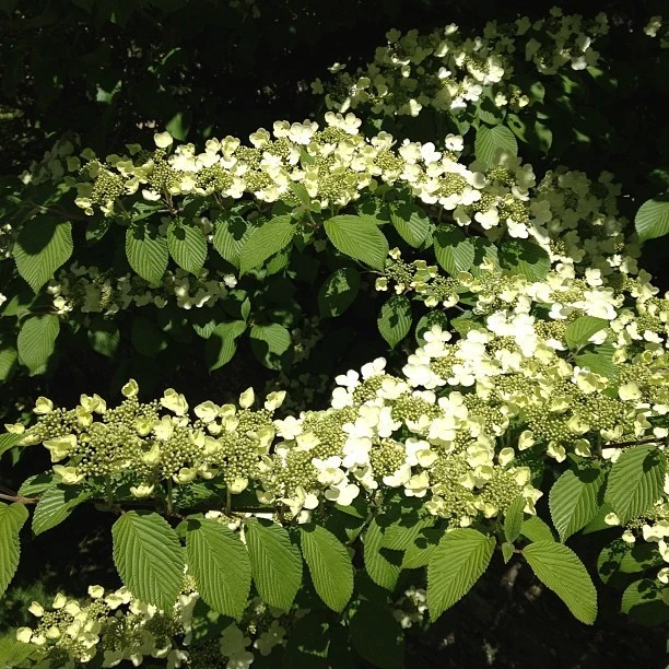 Japanese Snowball Viburnum Live Plant – 2.5 inch Pot – Outdoor Shrub - Image 4
