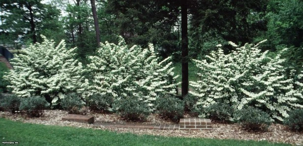 Japanese Snowball Viburnum Live Plant – 2.5 inch Pot – Outdoor Shrub - Image 5