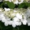 Japanese Snowball Viburnum Live Plant – 2.5 inch Pot – Outdoor Shrub - Image 1