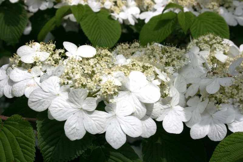Japanese Snowball Viburnum Live Plant – 2.5 inch Pot – Outdoor Shrub - Image 1
