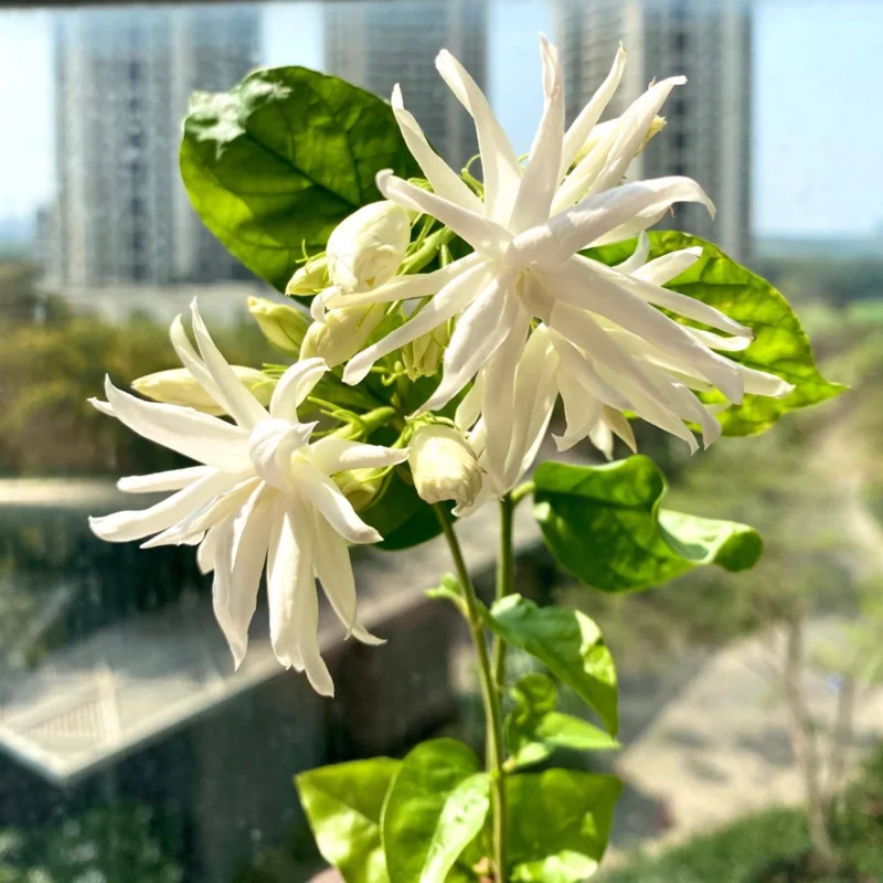 Jasmine Belle of India Live Plant - 4" Pot, Fragrant Arabian Jasmine, Easy Care, Indoor/Outdoor - Image 1