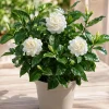 Jasmine Duke of Tuscany Live Plant – Fragrant White Flowers – 4-8 Inch Tall – Outdoor Vine - Image 1