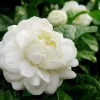 Jasmine Grand Duke Live Plant - 10 inch Pot - Fragrant White Flowers - Indoor/Outdoor - Cannot ship to CA - Image 1