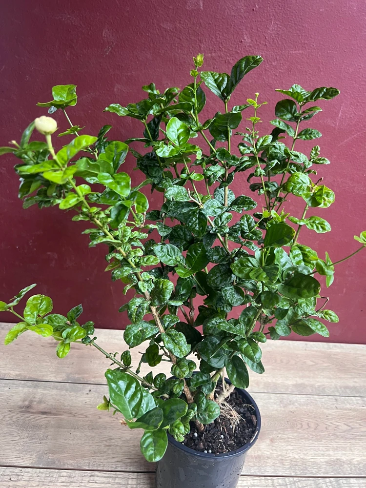 Jasmine Grand Duke Live Plant – 6 inch Pot – Fragrant Double White Blooms – Indoor/Outdoor - Cannot ship to CA - Image 2