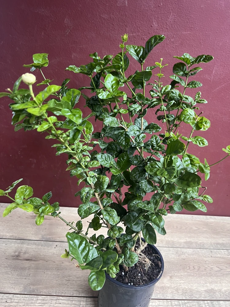 Jasmine Grand Duke Live Plant – Fragrant Double White Blooms – 6 inch Pot - Cannot ship to CA - Image 2