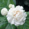Jasmine Grand Duke Live Plant – Fragrant Double White Flowers – 4 inch Pot - Cannot ship to CA - Image 1