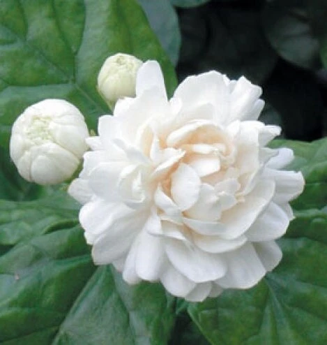 Jasmine Grand Duke Live Plant – Fragrant Double White Flowers – 4 inch Pot - Cannot ship to CA - Image 1