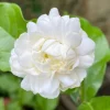 Jasmine Grand Duke Live Plant – Fragrant Double White Blooms – 6 inch Pot - Cannot ship to CA - Image 1