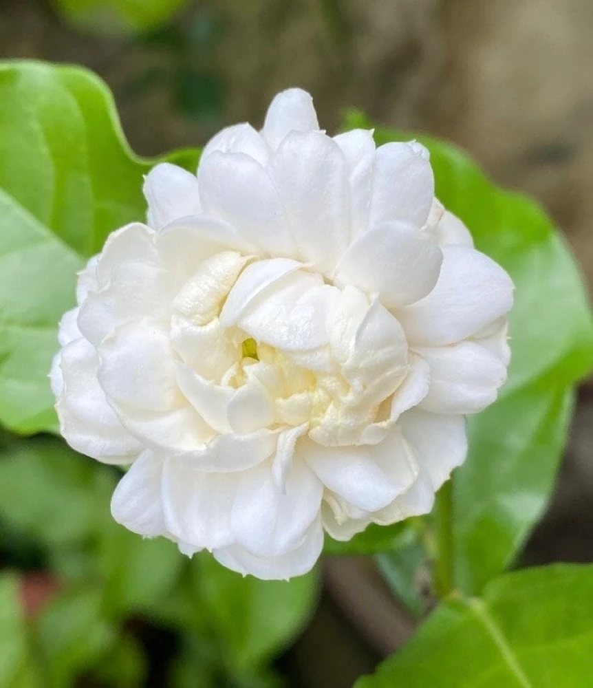 Jasmine Grand Duke Live Plant – Fragrant Double White Blooms – 6 inch Pot - Cannot ship to CA - Image 1