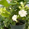 Jasmine Maid of Orleans Live Plant - Fragrant Flowers, 4 inch Pot - Image 1