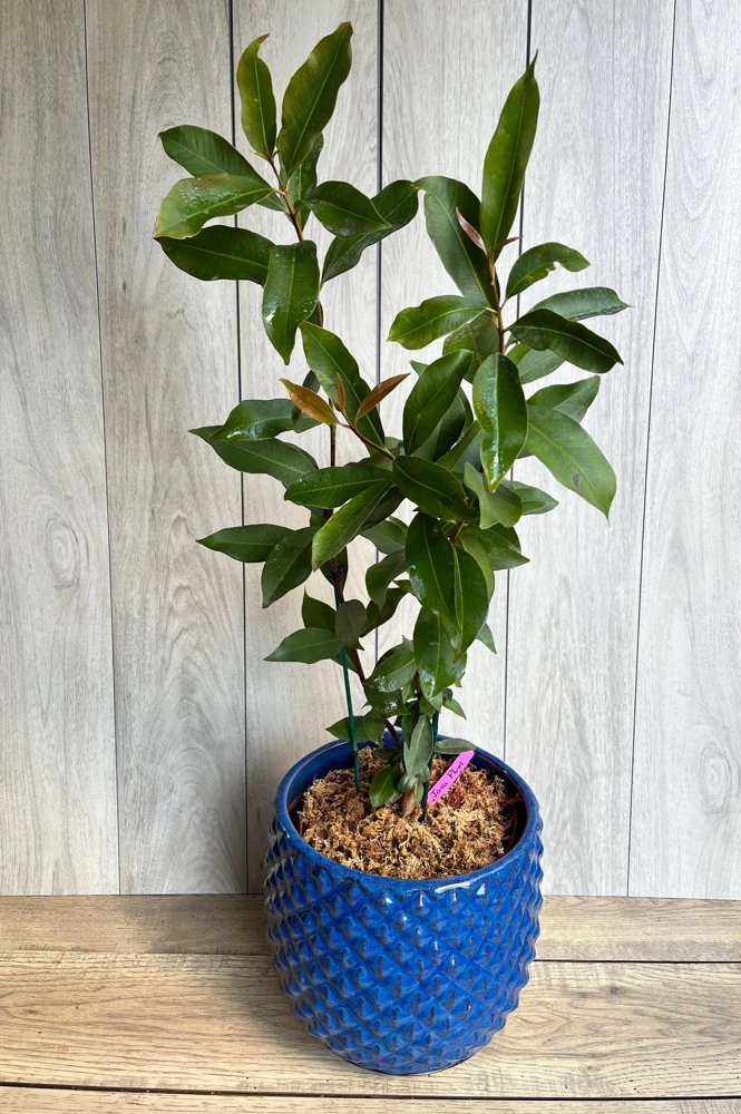Java Plum Live Plant – Syzygium cumini – 3 Gallon Pot – Edible Fruit Tree - Cannot ship to CA - Image 2