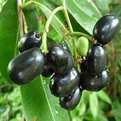 Java Plum Live Plant – Syzygium cumini – 3 Gallon Pot – Edible Fruit Tree - Cannot ship to CA - Image 1