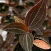 Jewel Orchid Ludisia Discolor Live Plant – Potted Houseplant, 2.5 inch Pot - Image 1