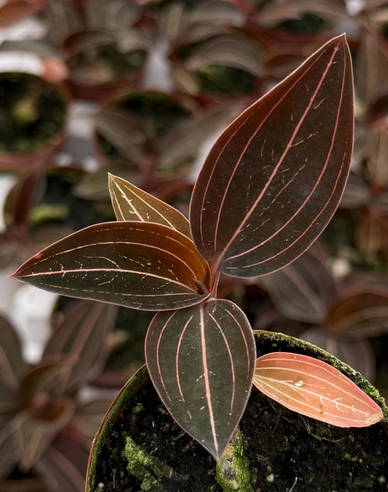 Jewel Orchid Ludisia Discolor Live Plant – Potted Houseplant, 2.5 inch Pot - Image 1