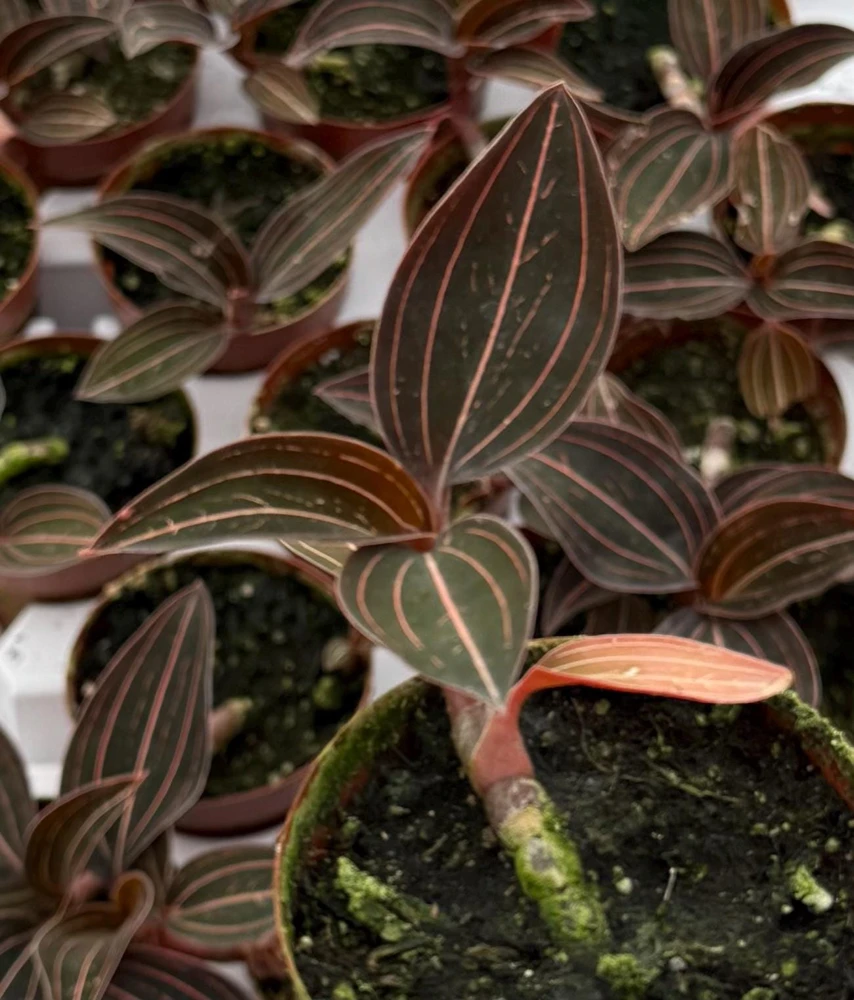 Jewel Orchid Ludisia Discolor Live Plant – Potted Houseplant, 2.5 inch Pot - Image 2