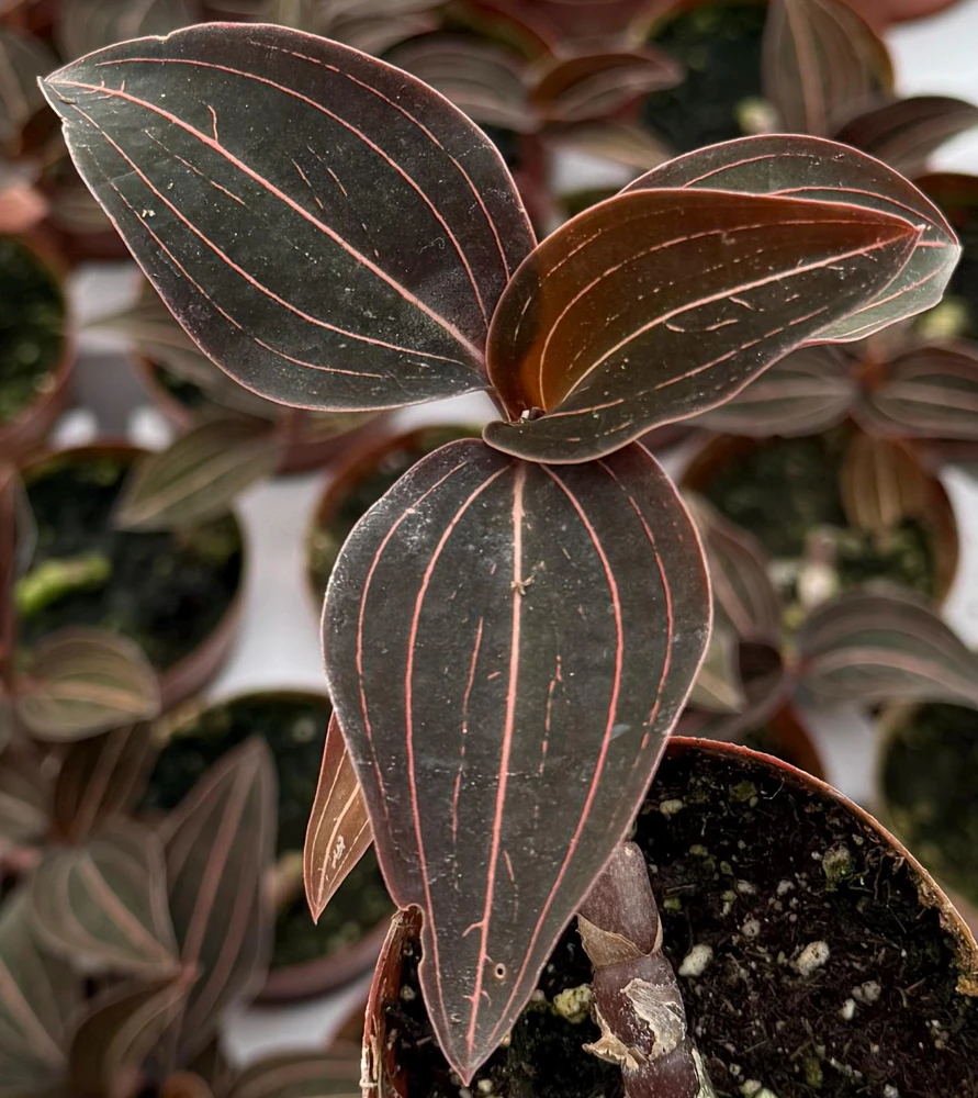 Jewel Orchid Ludisia Discolor Live Plant – Potted Houseplant, 2.5 inch Pot - Image 3