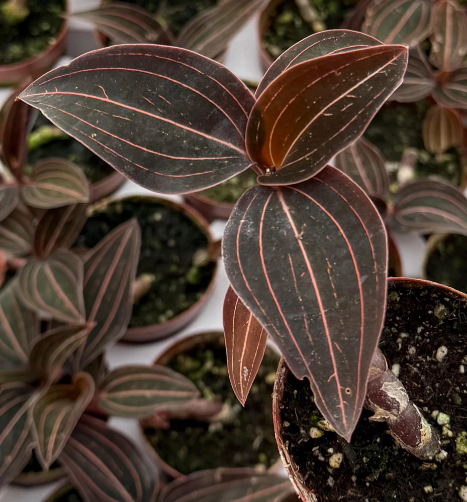 Jewel Orchid Ludisia Discolor Live Plant – Potted Houseplant, 2.5 inch Pot - Image 4