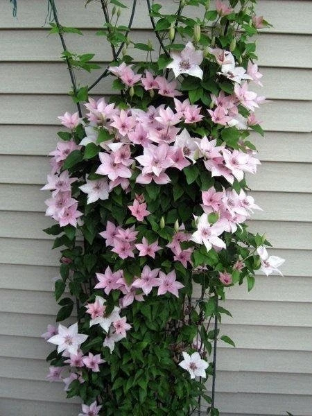 John Paul II Clematis Vine Live Plant - Creamy White Flowers, Perennial Outdoor - Image 2