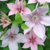 John Paul II Clematis Vine Live Plant - Creamy White Flowers, Perennial Outdoor - Image 1