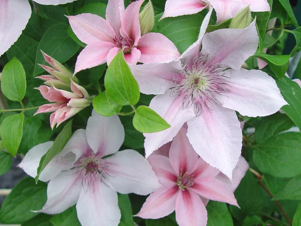 John Paul II Clematis Vine Live Plant - Creamy White Flowers, Perennial Outdoor - Image 1