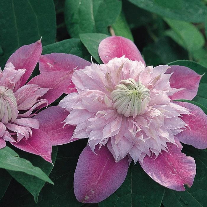 Josephine Clematis Live Plant - Pink Double Bloom Vine, USDA Zones 4-9 - Image 2