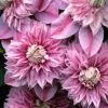 Josephine Clematis Live Plant - Pink Double Bloom Vine, USDA Zones 4-9 - Image 1
