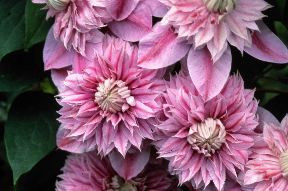 Josephine Clematis Live Plant - Pink Double Bloom Vine, USDA Zones 4-9 - Image 1